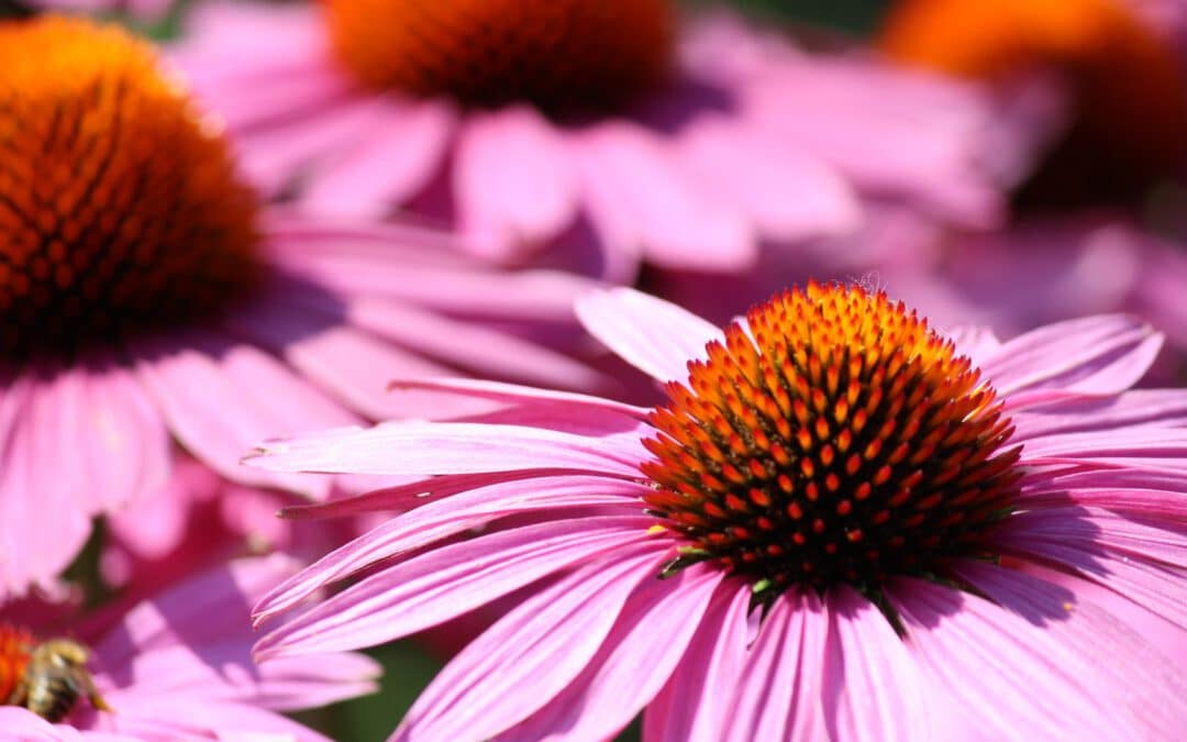 L’Echinacea purpurea : Votre alliée pour une immunité renforcée